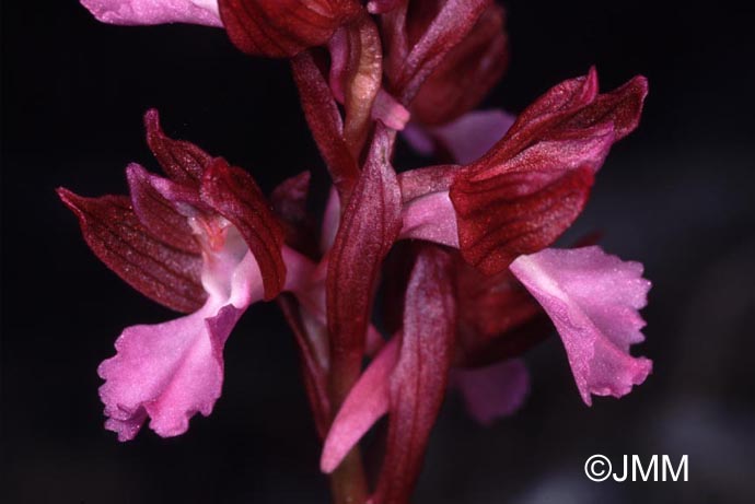 Orchis papilionacea var. papilionacea f. rubra