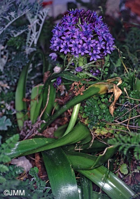 Oncostema peruviana = Scilla peruviana