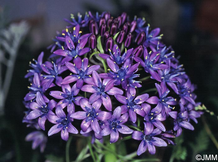 Oncostema peruviana = Scilla peruviana