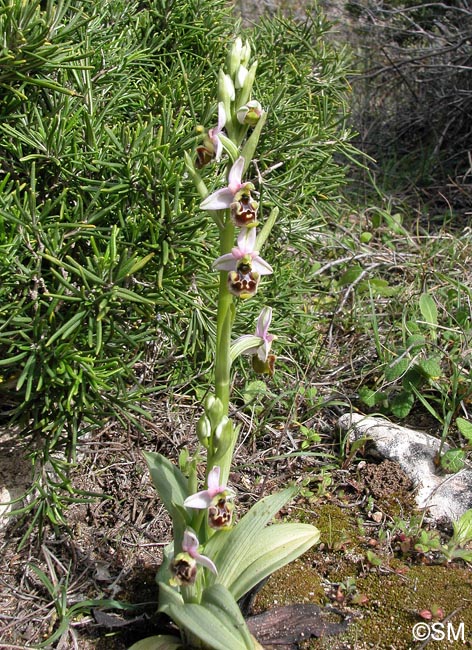 Ophrys annae