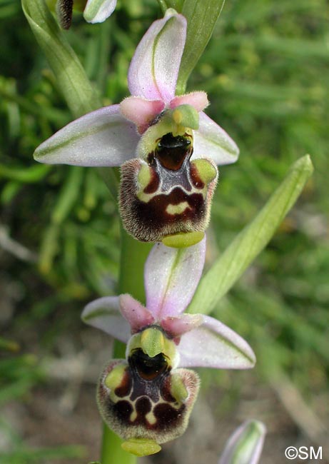 Ophrys annae