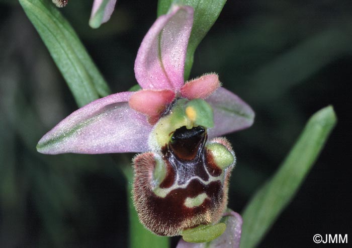 Ophrys annae