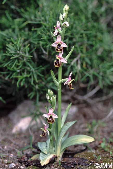 Ophrys annae