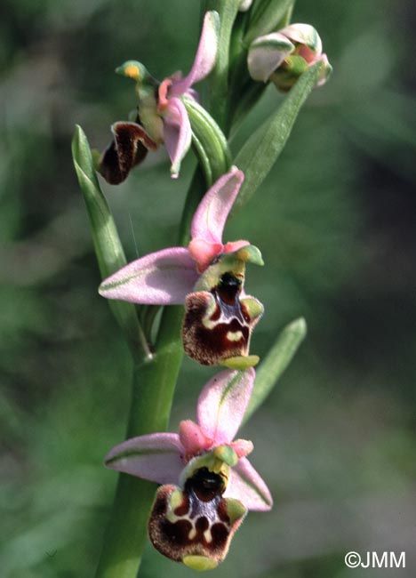 Ophrys annae