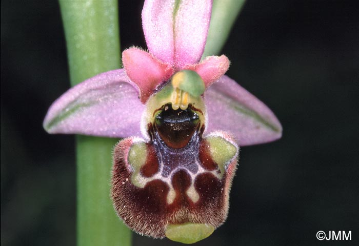 Ophrys annae