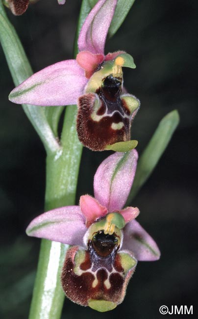 Ophrys annae