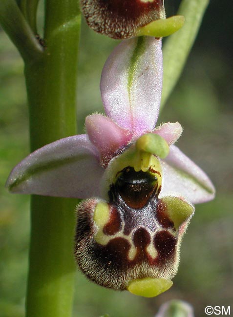 Ophrys annae