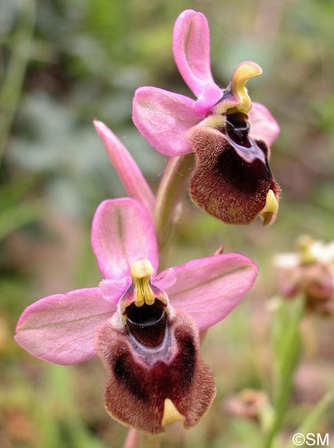 Ophrys aprilia