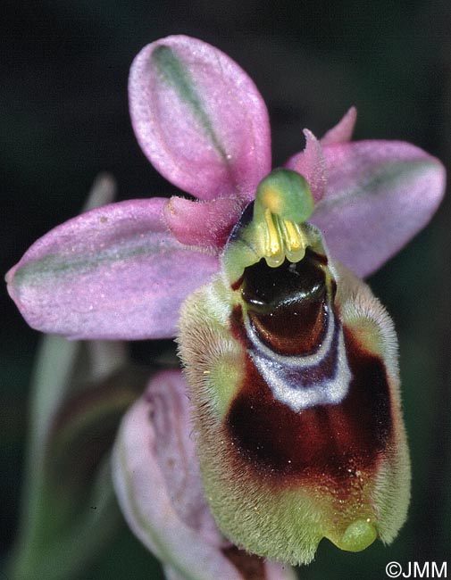 Ophrys aprilia