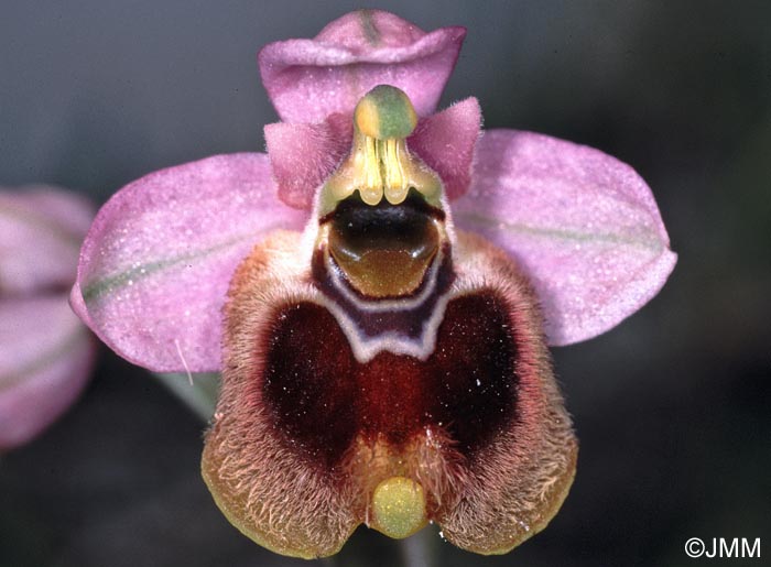 Ophrys aprilia