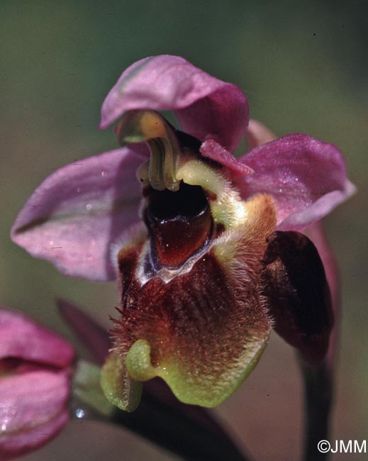 Ophrys aprilia