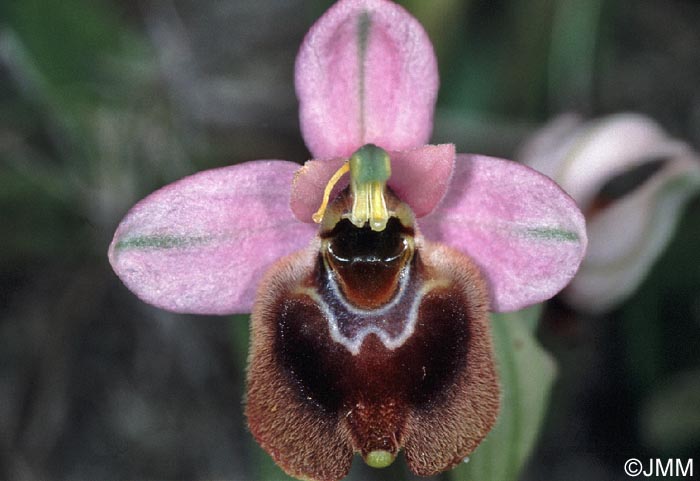 Ophrys aprilia