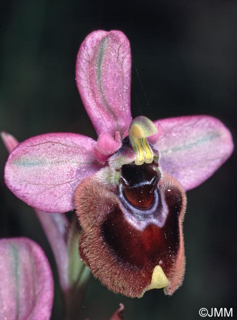 Ophrys aprilia