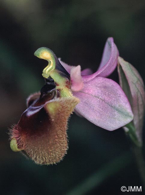 Ophrys aprilia