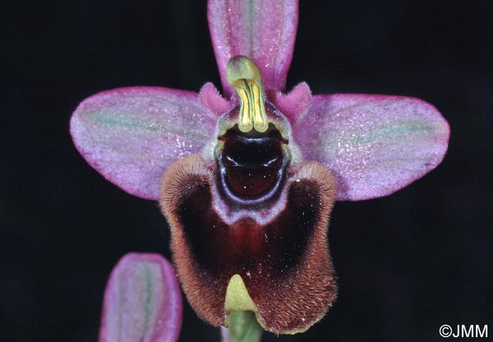 Ophrys aprilia