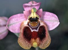 Ophrys aprilia