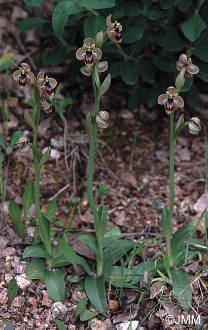 Ophrys aprilia x bombyliflora = Ophrys x bergeri
