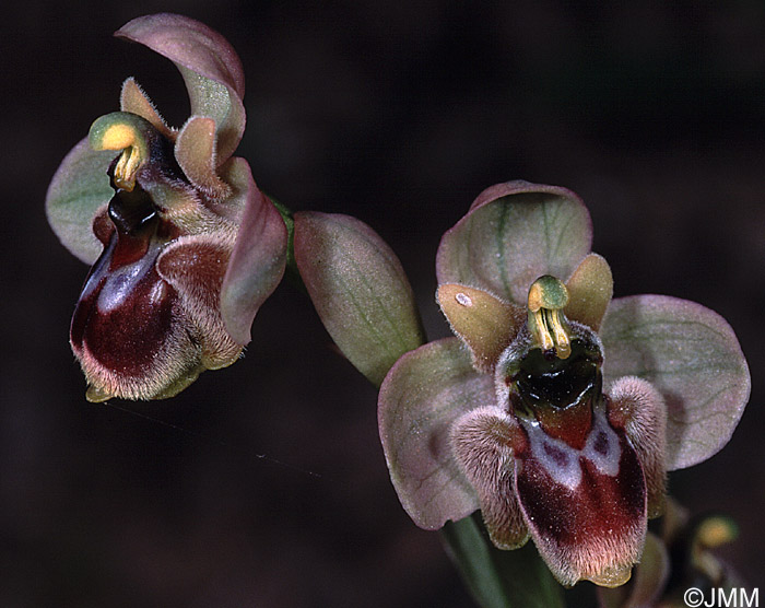 Ophrys aprilia x bombyliflora = Ophrys x bergeri