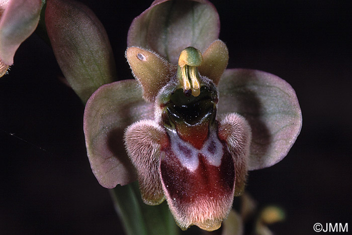 Ophrys aprilia x bombyliflora = Ophrys x bergeri