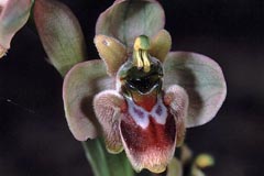 Ophrys aprilia x bombyliflora
