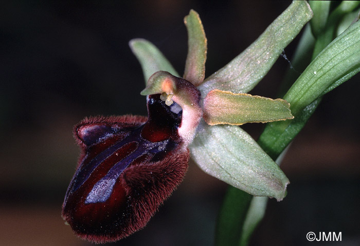 Ophrys incubacea