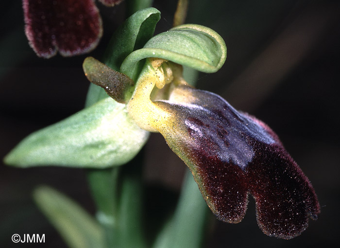 Ophrys lupercalis