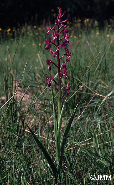 Orchis laxiflora = Paludorchis laxiflora = Anacamptis laxiflora