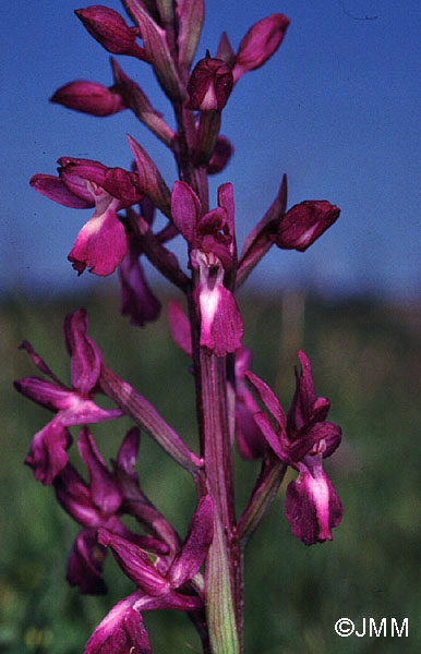 Orchis laxiflora