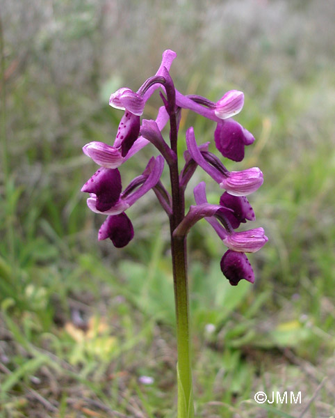 Orchis longicornu