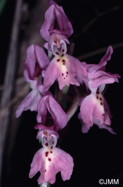 Orchis olbiensis x Orchis pauciflora