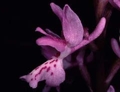 Orchis olbiensis