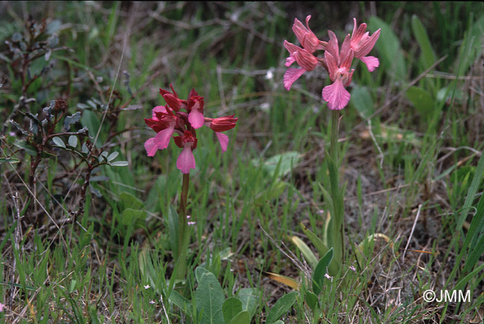 Orchis papilionacea  et f. rubra