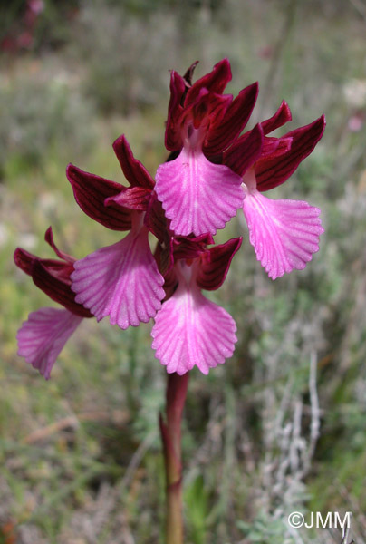 Orchis papilionacea var.  papilionacea