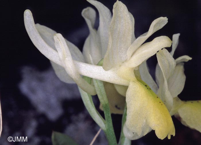 Orchis pauciflora