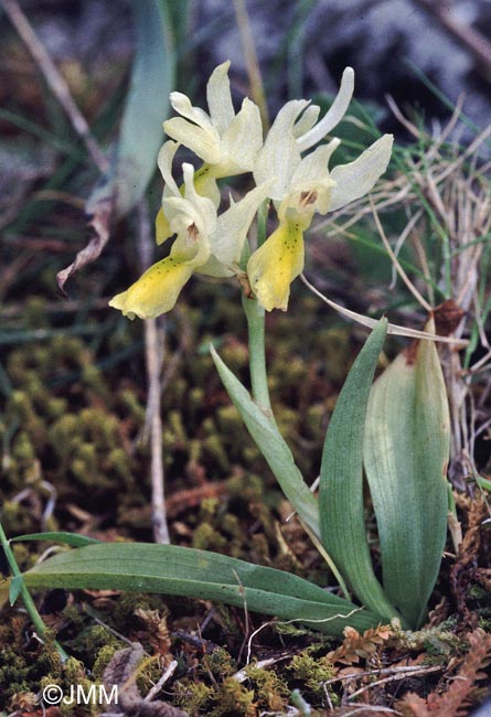 Orchis pauciflora