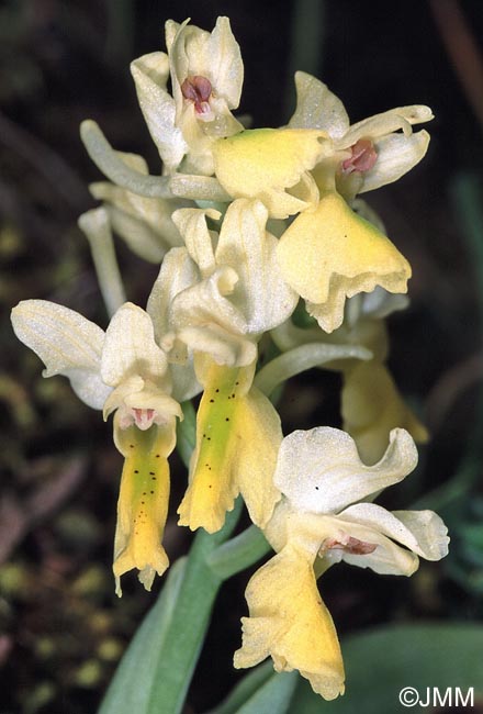 Orchis pauciflora