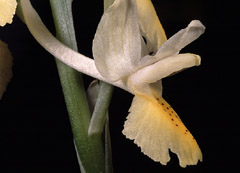 Orchis pauciflora