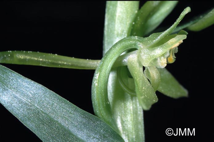 Platanthera algeriensis 