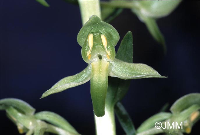 Platanthera algeriensis