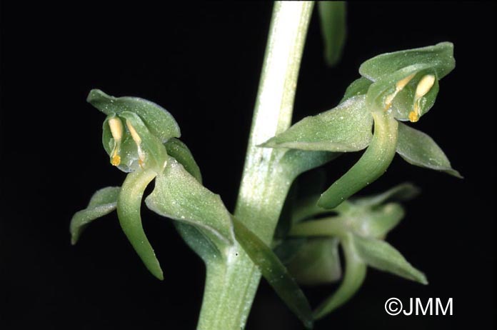 Platanthera algeriensis