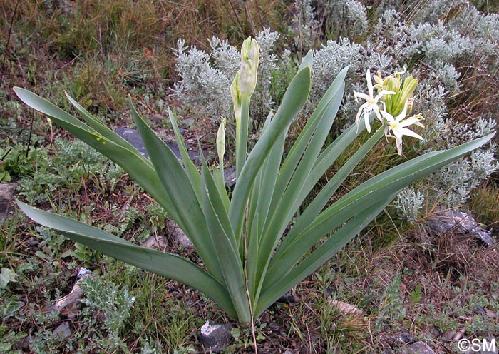 Pancratium illyricum