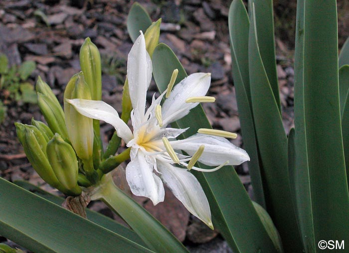 Pancratium illyricum