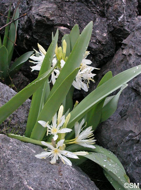 Pancratium illyricum