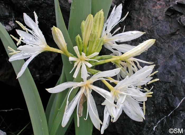 Pancratium illyricum