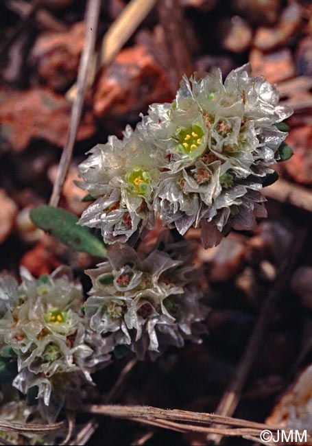 Paronychia argentea