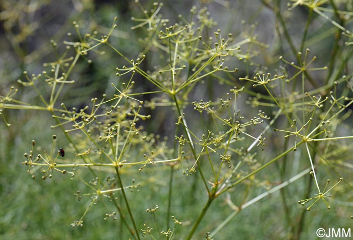 Peucedanum paniculatum