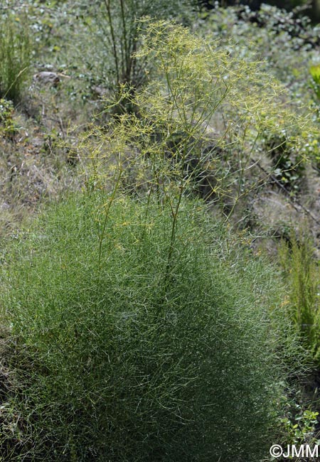 Peucedanum paniculatum