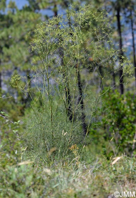 Peucedanum paniculatum