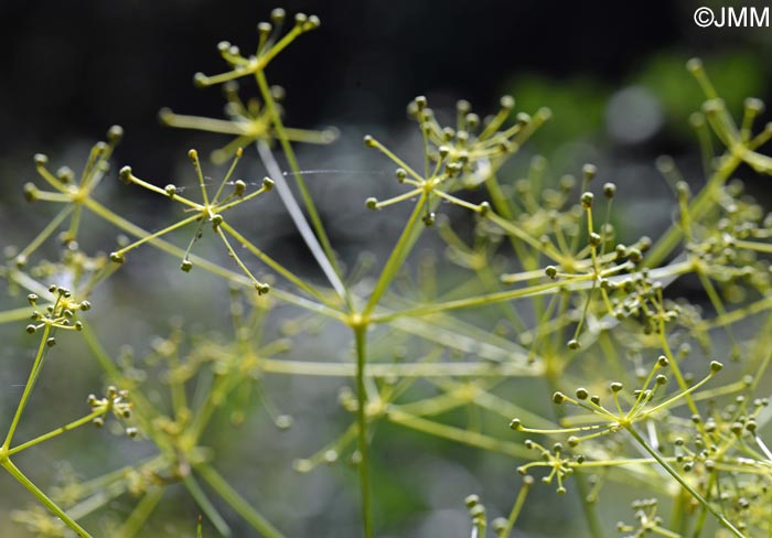 Peucedanum paniculatum