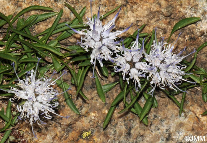 Phyteuma serratum